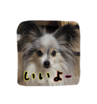 パピヨンのまろんスタンプ3（個別スタンプ：23）