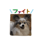 パピヨンのまろんスタンプ3（個別スタンプ：30）