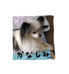 パピヨンのまろんスタンプ3（個別スタンプ：33）