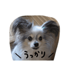 パピヨンのまろんスタンプ3（個別スタンプ：34）