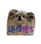 パピヨンのまろんスタンプ3（個別スタンプ：36）