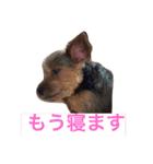 あすかファミリー（個別スタンプ：1）