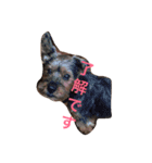 あすかファミリー（個別スタンプ：3）
