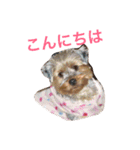 あすかファミリー（個別スタンプ：16）