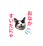 うちのこスタンプにゃ（個別スタンプ：1）