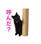 うちのこスタンプにゃ（個別スタンプ：4）