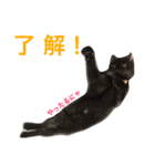 うちのこスタンプにゃ（個別スタンプ：7）