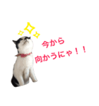 うちのこスタンプにゃ（個別スタンプ：9）
