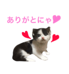 うちのこスタンプにゃ（個別スタンプ：10）