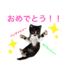 うちのこスタンプにゃ（個別スタンプ：11）