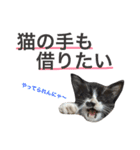 うちのこスタンプにゃ（個別スタンプ：12）