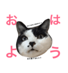 うちのこスタンプにゃ（個別スタンプ：14）
