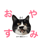 うちのこスタンプにゃ（個別スタンプ：16）