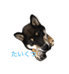 黒柴かなた（個別スタンプ：4）