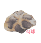 黒柴かなた（個別スタンプ：5）