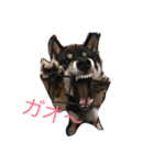 黒柴かなた（個別スタンプ：6）
