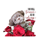 Wasabi My Shih Tzu（個別スタンプ：5）