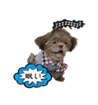 Wasabi My Shih Tzu（個別スタンプ：7）