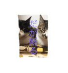 あんちゃんとじん君（個別スタンプ：6）