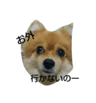 あんずとすもも（個別スタンプ：1）