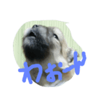 あんずとすもも（個別スタンプ：7）