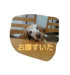 lovepurechan（個別スタンプ：10）
