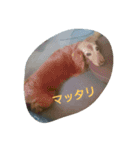 lovepurechan（個別スタンプ：11）