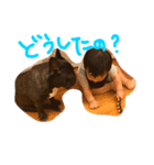 心が震える可愛さのボブ3（個別スタンプ：6）
