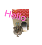 ハムスターいくらちゃん（個別スタンプ：7）