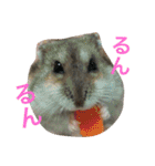 ハムスターいくらちゃん（個別スタンプ：23）