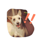 Mix犬、雑種のちゅらちゃんです（個別スタンプ：7）