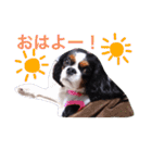 マメとあずき（個別スタンプ：1）