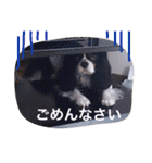 マメとあずき（個別スタンプ：4）