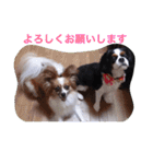 マメとあずき（個別スタンプ：5）