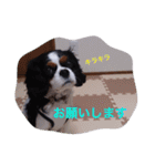マメとあずき（個別スタンプ：8）