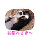 マメとあずき（個別スタンプ：13）