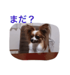 マメとあずき（個別スタンプ：26）