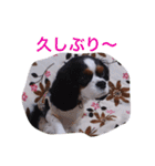 マメとあずき（個別スタンプ：28）