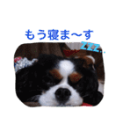 マメとあずき（個別スタンプ：31）