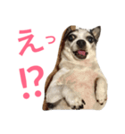 白黒チワワのプルタ（個別スタンプ：1）