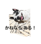 白黒チワワのプルタ（個別スタンプ：2）