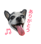 白黒チワワのプルタ（個別スタンプ：3）