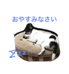 白黒チワワのプルタ（個別スタンプ：4）