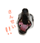 白黒チワワのプルタ（個別スタンプ：5）