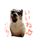白黒チワワのプルタ（個別スタンプ：8）
