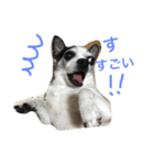 白黒チワワのプルタ（個別スタンプ：11）