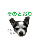 白黒チワワのプルタ（個別スタンプ：12）