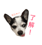 白黒チワワのプルタ（個別スタンプ：14）