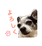 白黒チワワのプルタ（個別スタンプ：17）