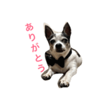 白黒チワワのプルタ（個別スタンプ：20）